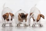 Comment choisir  les croquettes de mon animal pour préserver sa santé ?