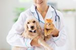 Assurer son animal de compagnie : Est-ce une bonne idée ?