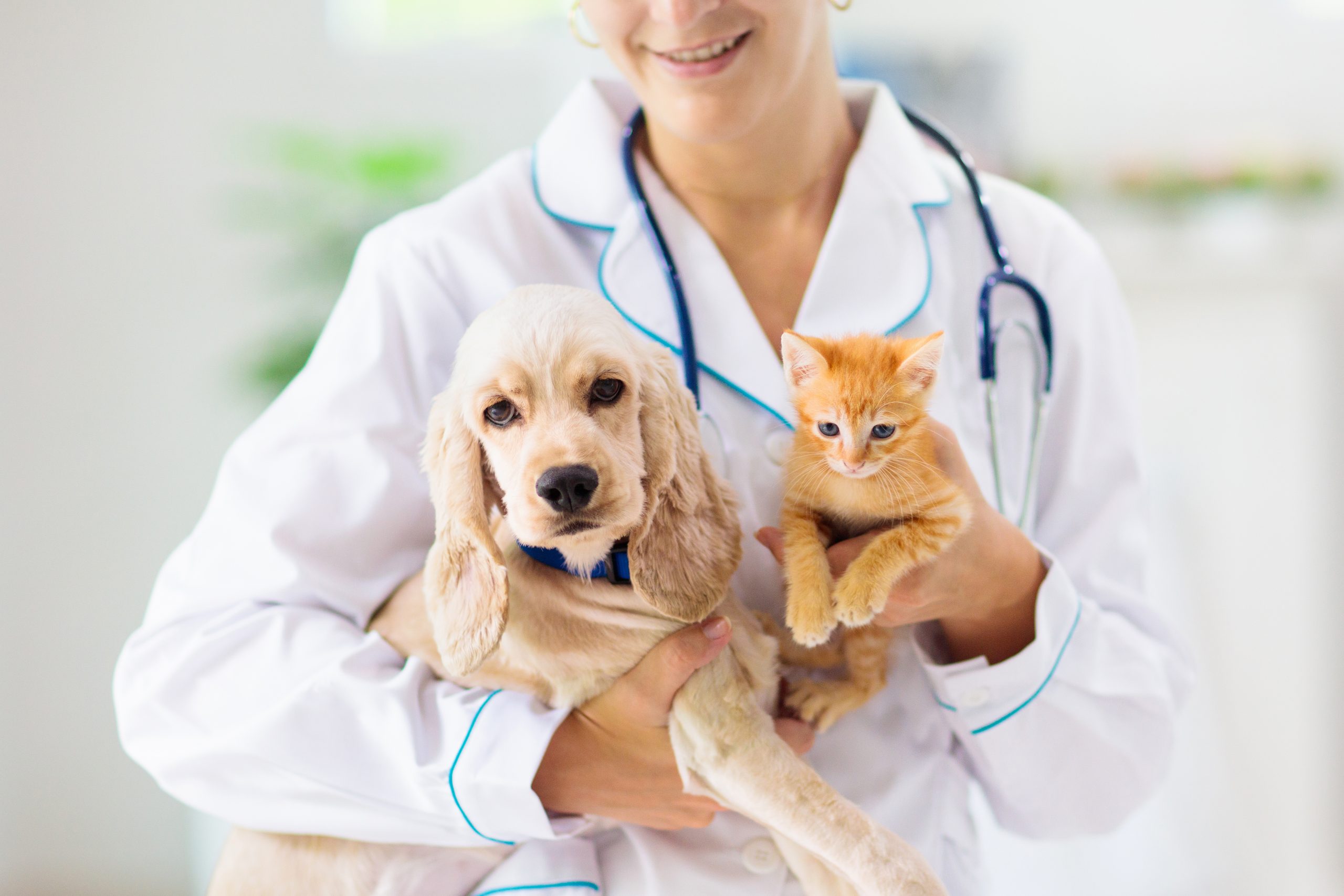 Lire la suite à propos de l’article Assurer son animal de compagnie : Est-ce une bonne idée ?