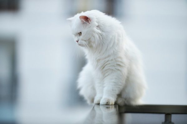 Lire la suite à propos de l’article Mon chat boude. Comment le consoler ?