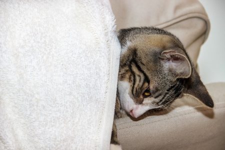 Lire la suite à propos de l’article Mon animal a-t-il des parasites ?