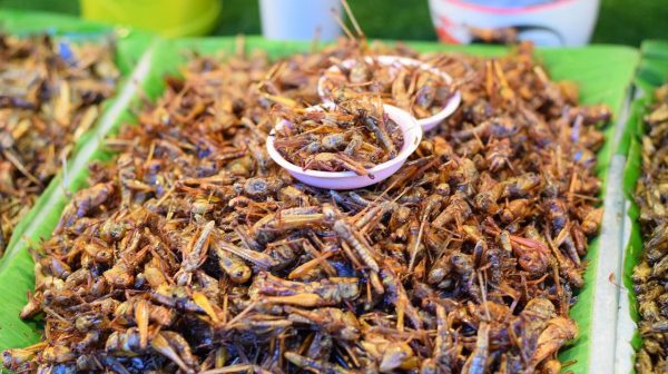 Lire la suite à propos de l’article Les croquettes aux insectes : pour quoi faire ?