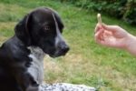 Quels sont les chiens les plus faciles à éduquer ?