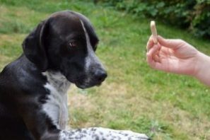 Lire la suite à propos de l’article Quels sont les chiens les plus faciles à éduquer ?