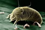 Que faire si mon animal est allergique ?