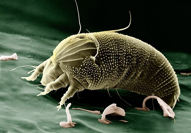 Lire la suite à propos de l’article Que faire si mon animal est allergique ?