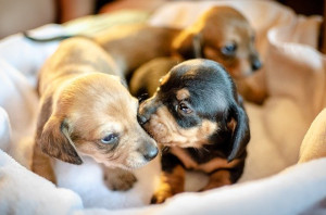 Lire la suite à propos de l’article Propreté du chiot : 7 règles d’or à respecter