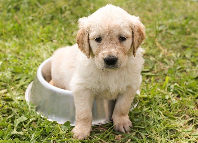 Lire la suite à propos de l’article Comment apprendre la propreté à mon chien ?