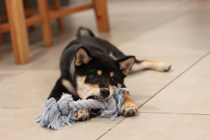 Lire la suite à propos de l’article Mon chiot me mordille tout le temps