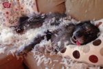 Votre chien mange tout ? Est-il atteint de pica