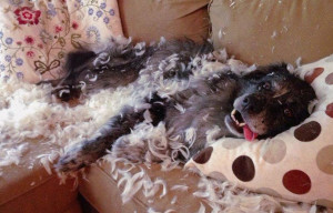 Lire la suite à propos de l’article Votre chien mange tout ? Est-il atteint de pica