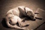 La diarrhée du chien : faut-il s&rsquo;inquiéter ?