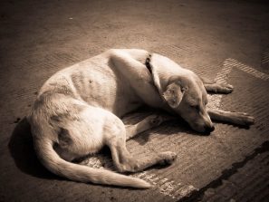 Lire la suite à propos de l’article La diarrhée du chien : faut-il s&rsquo;inquiéter ?