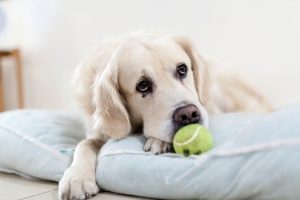 Lire la suite à propos de l’article Arrêtez de lancer une balle à votre chien !