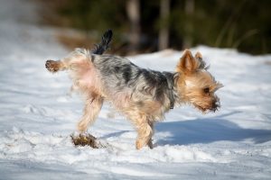 Lire la suite à propos de l’article Gérer le pipi de joie chez le chien