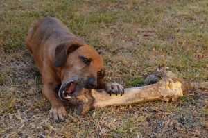 Lire la suite à propos de l’article Peut-on donner des os à son chien ?