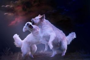 Lire la suite à propos de l’article Mon chien est « jaloux », comment faire?