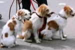 Apprendre la marche en laisse ! Comment faire pour qu’il marche sans tirer ?