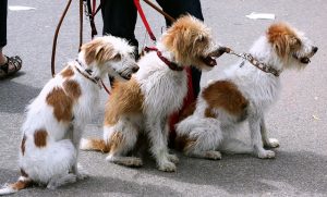 Lire la suite à propos de l’article Apprendre la marche en laisse ! Comment faire pour qu’il marche sans tirer ?