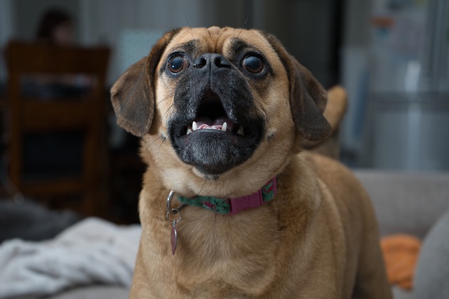 Lire la suite à propos de l’article Comment faire pour que votre chien n&rsquo;aboie plus ?