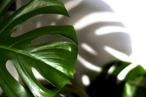 Lire la suite à propos de l’article Chats chiens plantes : attention danger !