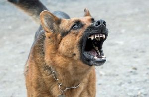 Lire la suite à propos de l’article Stérilisation et castration du chien : pour quoi faire ?