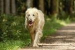Rupture du ligament croisé : quelle guérison ?