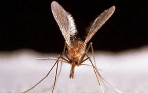 Lire la suite à propos de l’article La leishmaniose : une maladie incurable facile à éviter