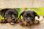Chiens catégorisés : comment s&rsquo;y retrouver ?