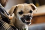 Votre chien est agressif avec vous ? Comment réagir ?