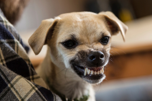 Lire la suite à propos de l’article Votre chien est agressif avec vous ? Comment réagir ?