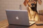 Acheter un chiot ou un chaton : quels sont vos droits ?