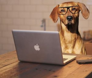 Lire la suite à propos de l’article 2026, l&rsquo;année des B. Quel prénom pour votre chien ?