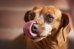 Lire la suite à propos de l’article Signaux d&rsquo;apaisement : votre chien vous alerte !