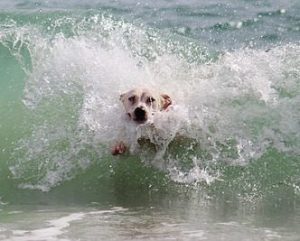 Lire la suite à propos de l’article Baignade, jeux d&rsquo;eau et jeux de plage : soyez prudents !