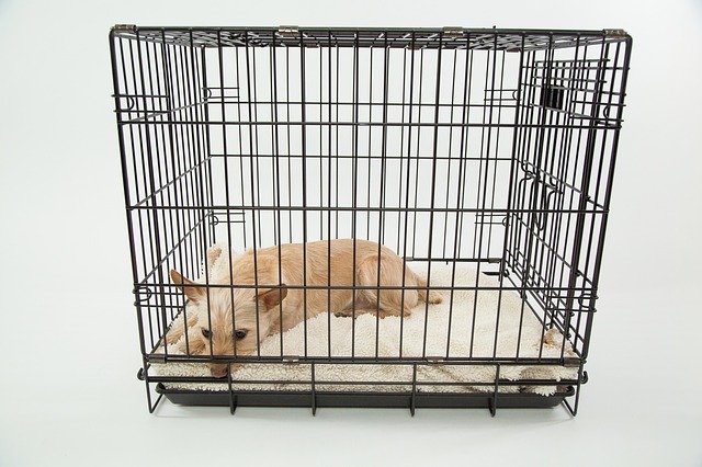 Lire la suite à propos de l’article Arrêtons avec la cage de dressage !