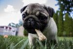 Accidents du chiot : comment les éviter