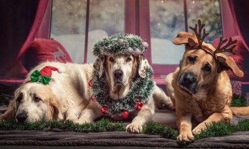 Lire la suite à propos de l’article Sapin de Noël : Attention danger ?