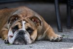 Un chien à la maison : quel budget prévoir ?