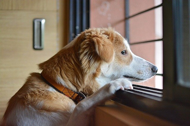 Lire la suite à propos de l’article Comment combattre l&rsquo;anxiété de séparation chez le chien ?
