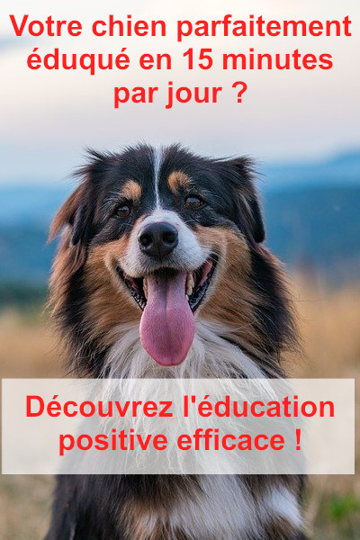 Lire la suite à propos de l’article Comment éduquer son chien facilement