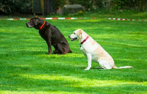 Lire la suite à propos de l’article Éducation positive ou comment éduquer son chien sans stress