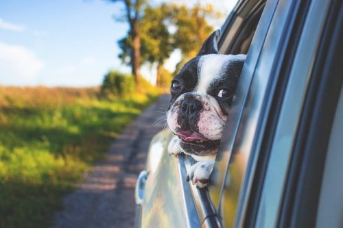 Lire la suite à propos de l’article Comment transporter son animal de compagnie dans une voiture en toute <strong>sécurité&nbsp;?</strong>