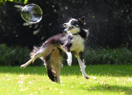 Lire la suite à propos de l’article Border Collie ou berger australien :  des chiens « super » mais exigeants !
