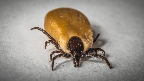 Lire la suite à propos de l’article Anti-tiques naturels : on fait le point sur ce qui existe !