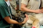 Votre chien souffre ? Comment le savoir ?