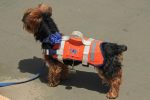 Bien choisir le gilet de flottaison de votre chien
