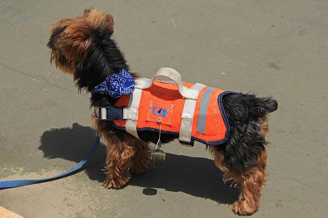 Lire la suite à propos de l’article Bien choisir le gilet de flottaison de votre chien