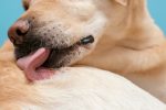 Les maladies de peau du chien : comment les soigner ?