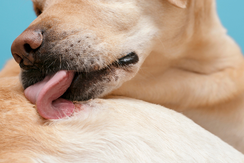 Lire la suite à propos de l’article Les maladies de peau du chien : comment les soigner ?
